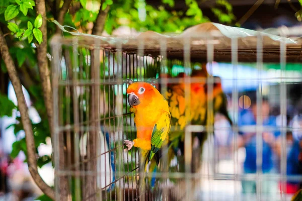 Barevný papoušek v ocelové kleci zvířat pozadí nebo textury - Pet koncept. — Stock fotografie