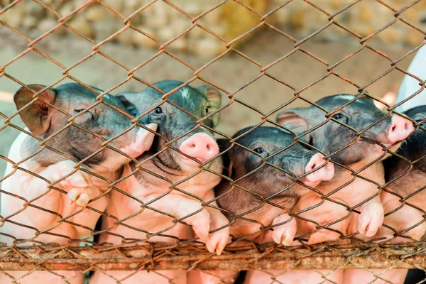 Grisen (hog) i rostigt staket för utfodring av djur för bakgrund eller textur - Pet koncept. — Stockfoto