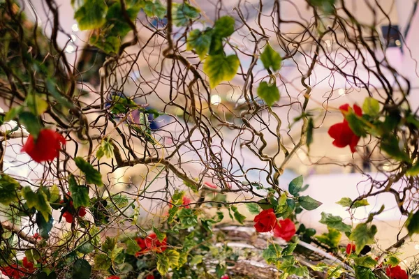 Schöne Zweige roter Rosen, die im Garten blühen, für Backgammon — Stockfoto