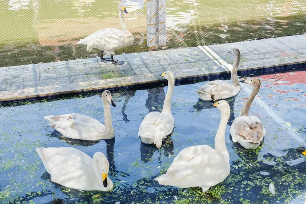 クワン応用力学研究所水上マーケット - 動物背景やテクスチャーをバンコクで池の水に浮かぶ白いギース. — ストック写真