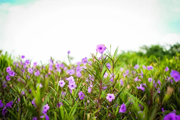 Ruellia tuberosa (Ruellia clandestina) is violet flowers blooming in the garden with sunshine morning for flower background or texture - nature concept. — Stock Photo, Image