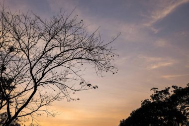 Ağaç dalı siluet.