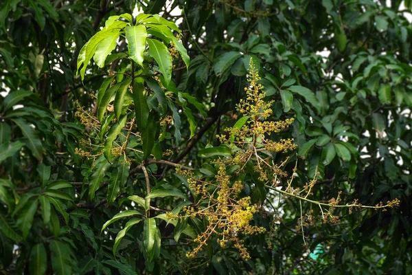 Bahçe, Tayland çiçek açan ayçiçeği.