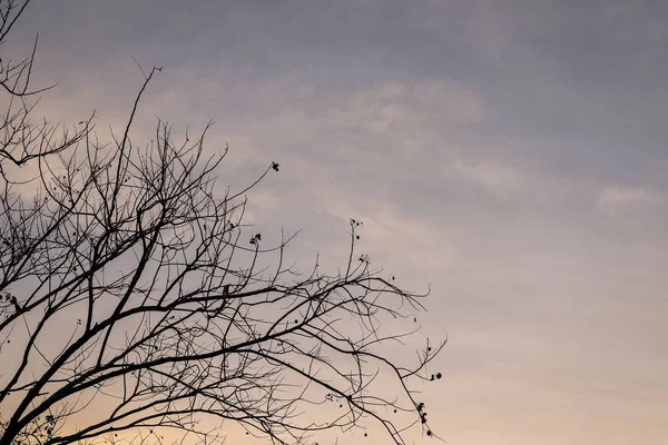 Silhouette Zweig des Baumes. — Stockfoto