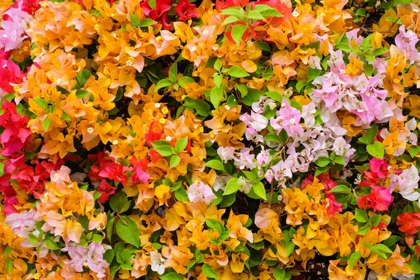 Las hermosas flores de Bougainvillea que florecen en el jardín para t — Foto de Stock