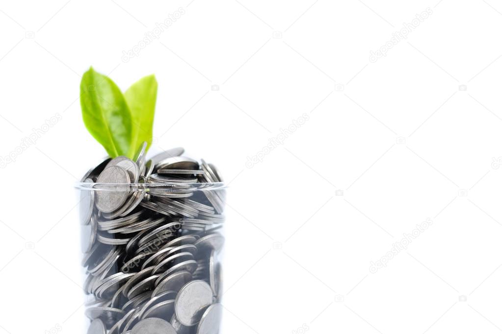 Saving money in glass for your investment future (habit) is similar to growing green leaves on tree isolated on white background - saving & economical concept.