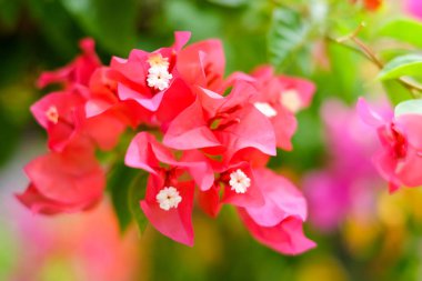 Güzel Begonvil b için bahçede çiçek açan çiçekler