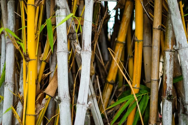 Gula & vit bambu med grönt löv skog i Japan - natur koncept. — Stockfoto