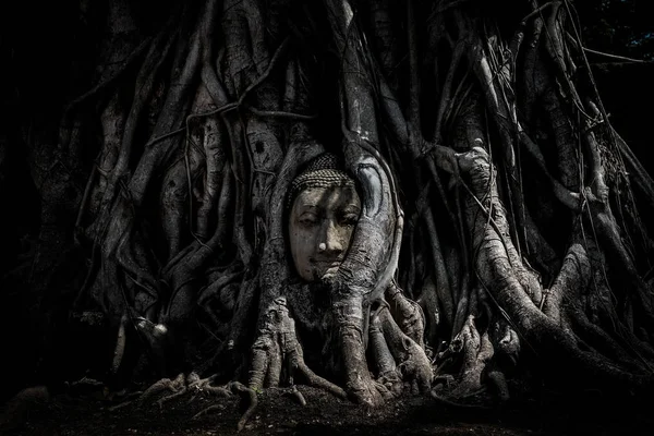 Μαγική κεφαλή ψαμμίτη Βούδα σε κορμό ή ριζόδεντρο στο "Wat Mahathat" (επαρχία Ayutthaya - Ταϊλάνδη) - vintage ή ασπρόμαυρη έννοια. — Φωτογραφία Αρχείου