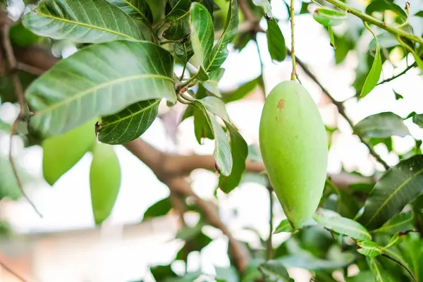 Mango mango ağacı üzerinde