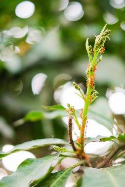 mango ağacı üzerinde kırmızı karıncalar