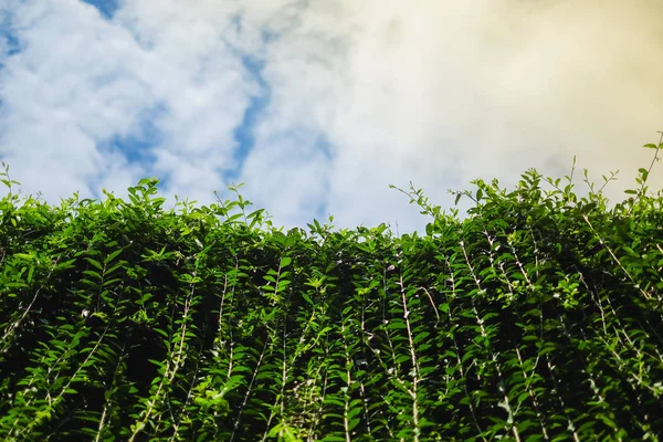 Alam yang indah dengan daun hijau dan langit segar dengan awan, ruang untuk konten atau latar belakang Anda, tekstur . — Stok Foto