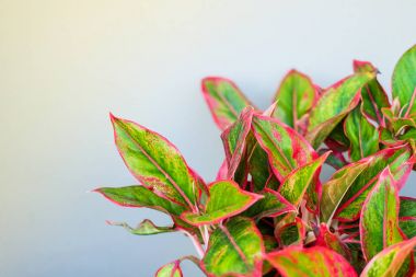Doğa arka plan veya doku, içerik için alan için güzel Aglaonema (arum ailesindeki çiçekli bitkilerin cins).