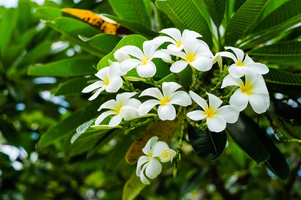 İyi bir gün, güzel Plumeria (Frangipani, tapınak ya da mezarlık ağacı adı) çiçek ağaç arka plan veya doku - renkli kavramı için bahçede çiçek açması.