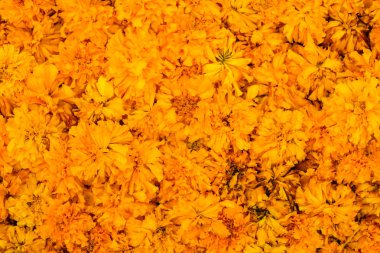 Güzel kadife çiçeği (Calendula officinalis) çiçek arka plan veya doku - sarı kavramı.