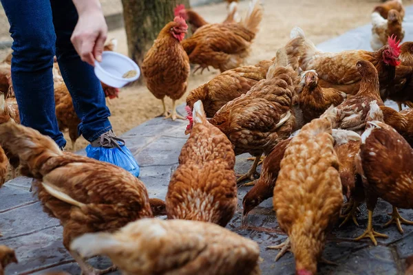 농부는 동물 배경색 또는 질감-닭 농장 사업 개념에 대 한 빈티지 바닥에 많은 닭 (암 탉)에 대 한 흰색 그릇에 사료를 들고. 동물을 잡고 농부 동물 배경 o 빈티지 바닥에 많은 닭 (암 탉)에 대 한 흰색 그릇에 피드 — 스톡 사진