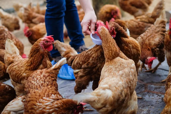 동물 배경색 또는 질감-닭 농장 사업 개념에 대 한 빈티지 바닥에 많은 닭 (암 탉)에 대 한 흰색 그릇에 사료를 들고 농부. — 스톡 사진