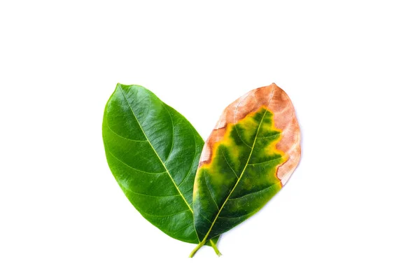 葉の感染症 葉の病気 白い背景に隔離された悪い環境で緑の葉 自然概念 — ストック写真