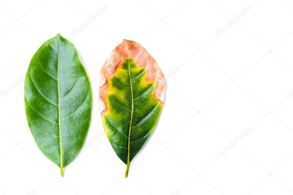 Leaf infectious (leaves disease) with green leaves in bad environment isolated on white background - nature concept.