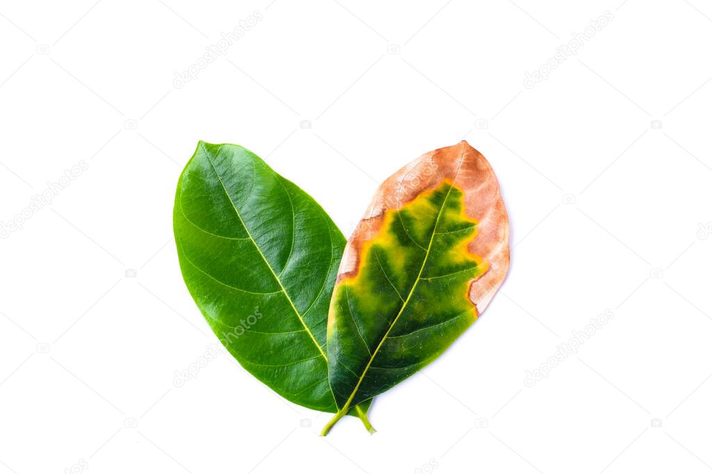 Leaf infectious (leaves disease) with green leaves in bad environment isolated on white background - nature concept.