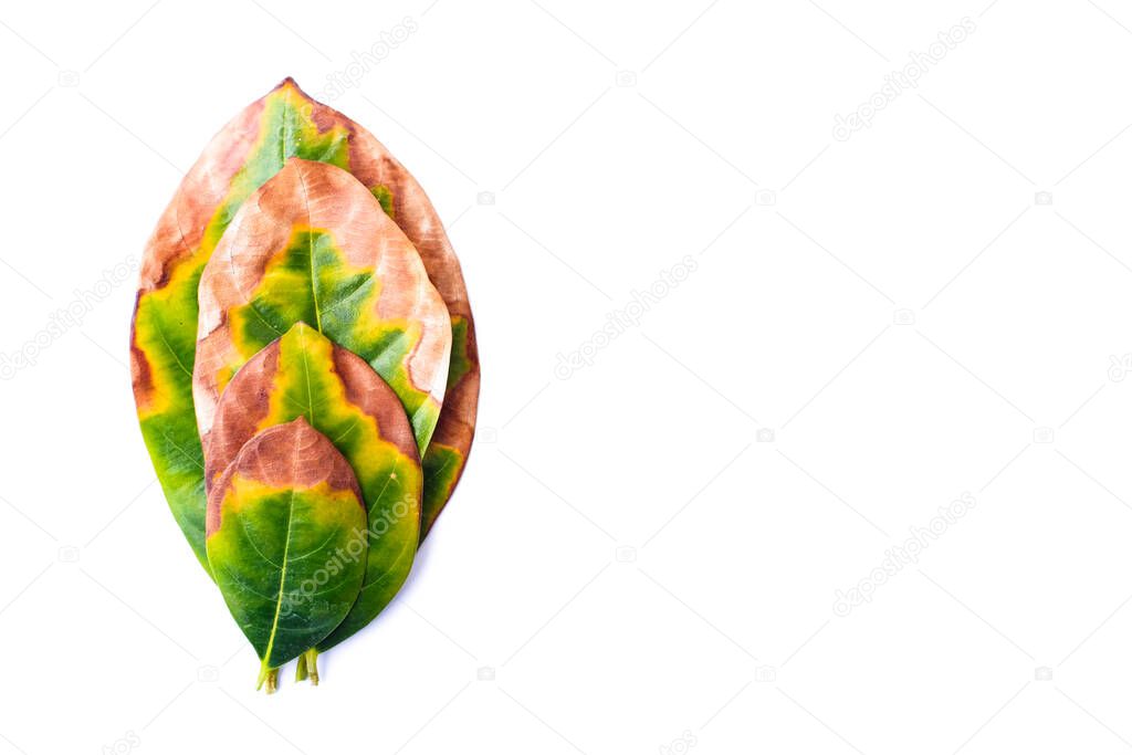 Leaf infectious (leaves disease) in bad environment isolated on white background - nature concept.