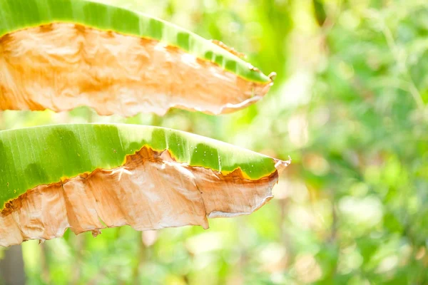 Bananbladssjukdomar Mönster Isolerad Grön Miljö Bakgrund Naturbegrepp — Stockfoto