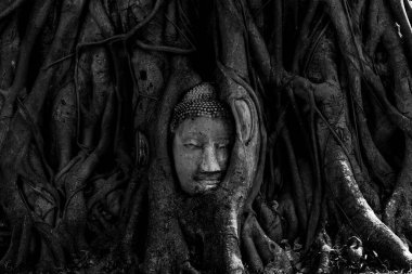 Wat Mahathat 'daki (Ayutthaya Eyaleti - Tayland) ağaç gövdesinde veya kök ağacında kumtaşı buddha' nın sihirli lideri - klasik veya siyah & beyaz konsept.