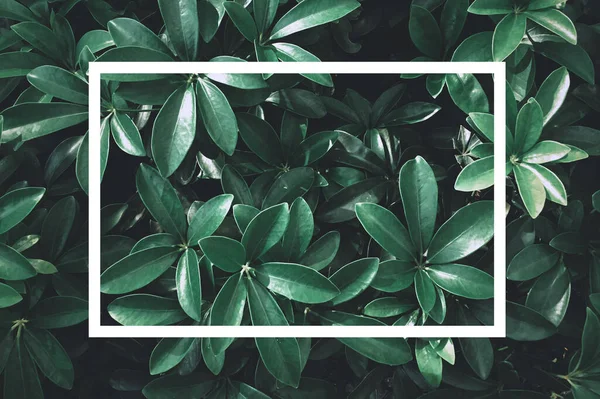 Natureza Folha Verde Com Caixa Texto Branco Para Apresentação Fundo — Fotografia de Stock