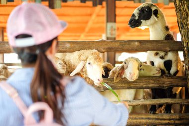 Ratchaburi, Tayland - 23 Kasım 2017: Koyun Suan Phueng Resort 'taki (kız) el işçisinin otlarını yiyecek.