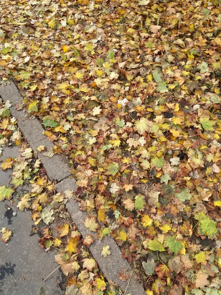 Hojas Otoño Amarillas Marrones Caídas Sobre Pavimento — Foto de Stock