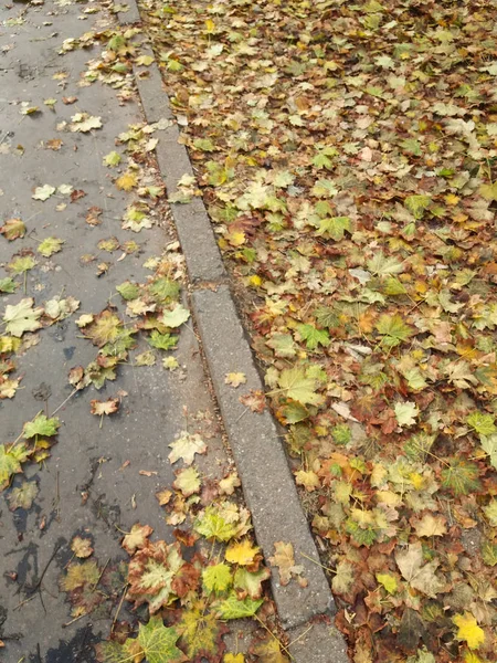 Gelbe Und Braune Herbstblätter Fallen Auf Den Bürgersteig — Stockfoto