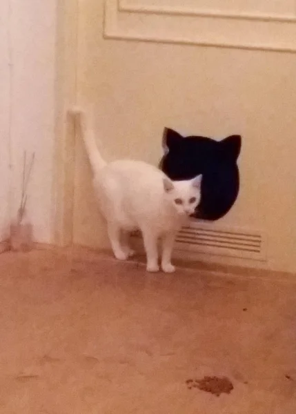 Biały Kot Domowy Udomowione Housecat Aka Felis Catus Lub Felis — Zdjęcie stockowe