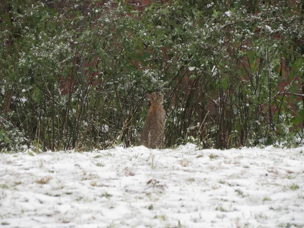 Animal Mamífero Coelho Europeu Procurando Comida Neve — Fotografia de Stock