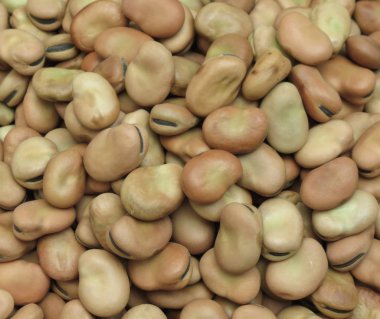 Bakla (Vicia faba) baklagiller arka kapatmak