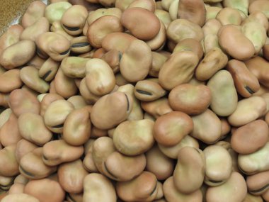Bakla (Vicia faba) baklagiller arka kapatmak