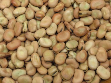 Bakla (Vicia faba) baklagiller arka kapatmak