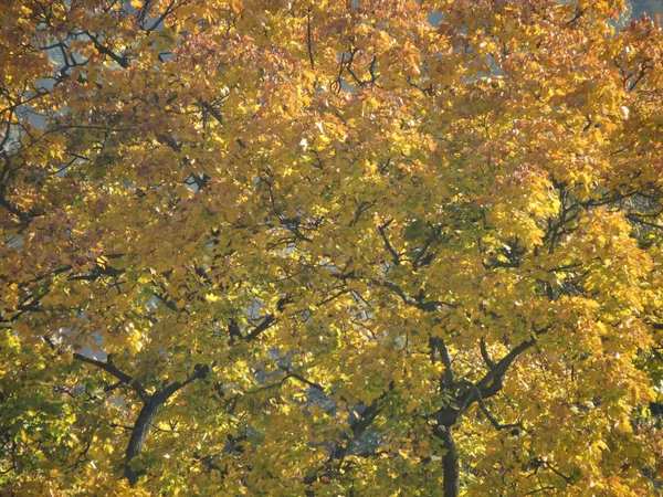 Liści Które Zielone Kolei Brown Jesienne Liście Drzewie — Zdjęcie stockowe