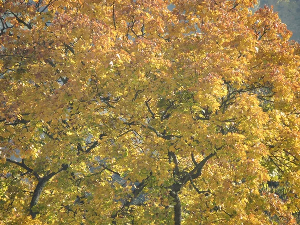 Зелене Листя Перетворюється Коричневе Осіннє Листя Дереві — стокове фото