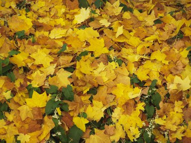 Sonbahar düşmüş yere arka plan olarak yararlı yaprakları