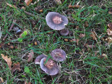 mantar çim bir demet