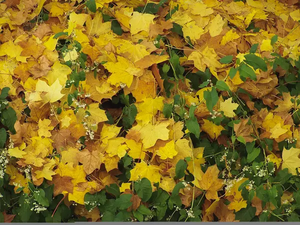 Folhas Outono Caíram Chão Útil Como Pano Fundo — Fotografia de Stock