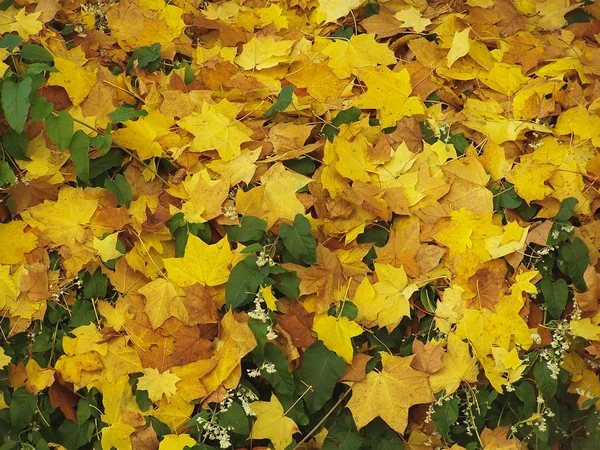 Hojas Otoño Caídas Suelo Útiles Como Fondo — Foto de Stock