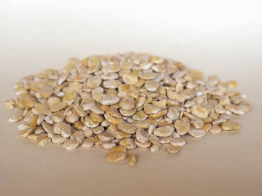 fava fasulye (Vicia faba) baklagiller sebze