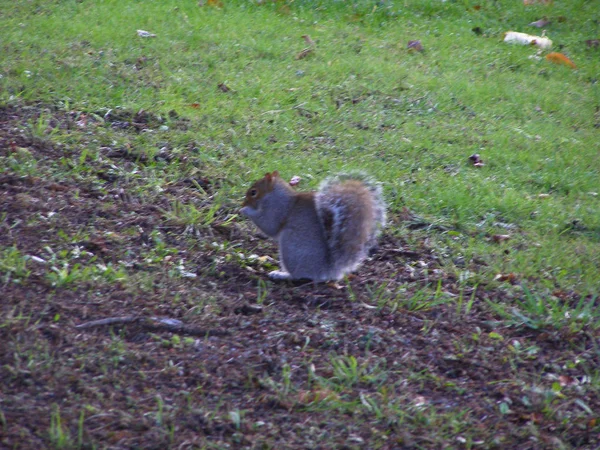 Grey Squirrel Sciurus Carolinensis Mammal Animal Eating Park — Stock Photo, Image