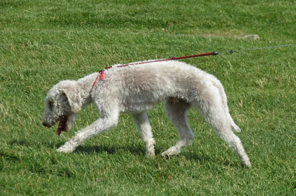 Cão Doméstico Branco Aka Canis Lupus Familiaris Mamífero Animal Andando — Fotografia de Stock