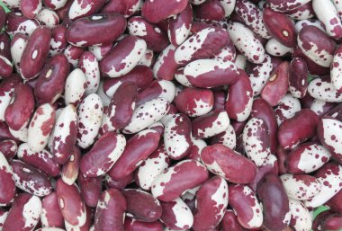 Kırmızı ve beyaz bezelye fasulye (Phaseolus vulgaris) gıda