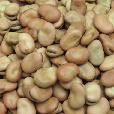 Bakla (Vicia faba) baklagiller arka kapatmak