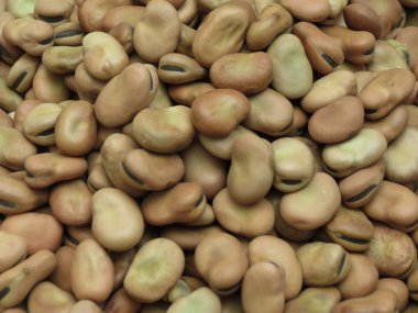 Bakla (Vicia faba) baklagiller arka kapatmak