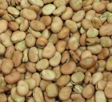 Bakla (Vicia faba) baklagiller arka kapatmak