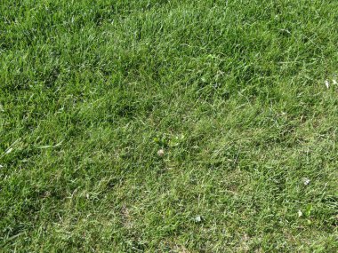 Yeşil çayır ya da çimen arka plan olarak kullanışlı